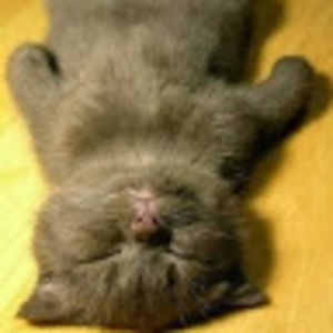 Meet your Posher, Yizheng